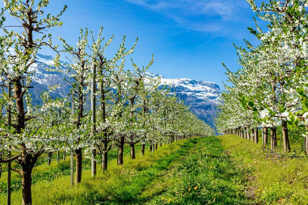 Blomstring i Hardangerfjorden